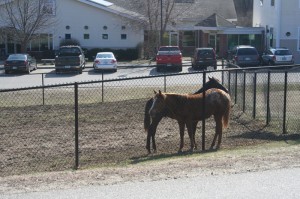DeniseBrownNHSPCAHorsesweb -- Rescued Horses