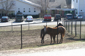 Horses at the NHSPCA
